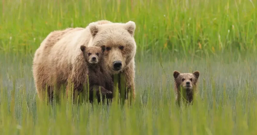 Important Factors to Consider during Bear Viewing in Alaska 