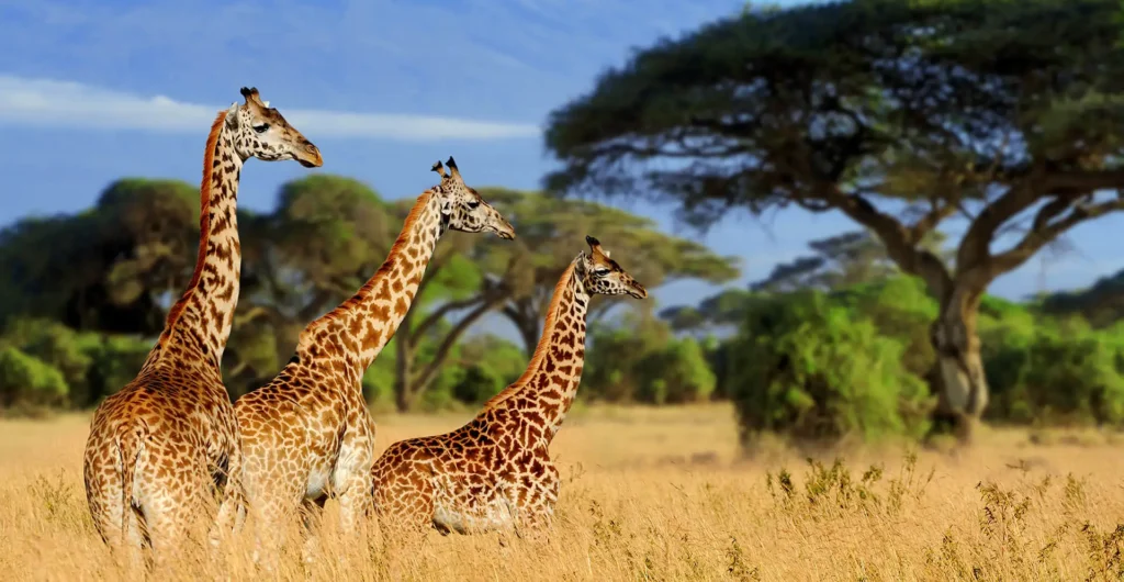 4 Best National Parks in East Africa – Wildlife National Parks to Visit in East Africa