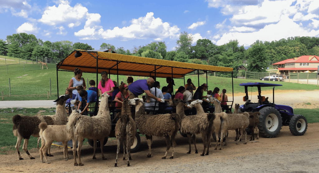 Virginia safari park Lexington, VA