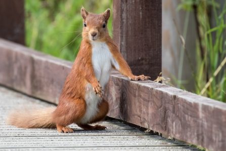 Wildlife at Hauxley Nature Reserve