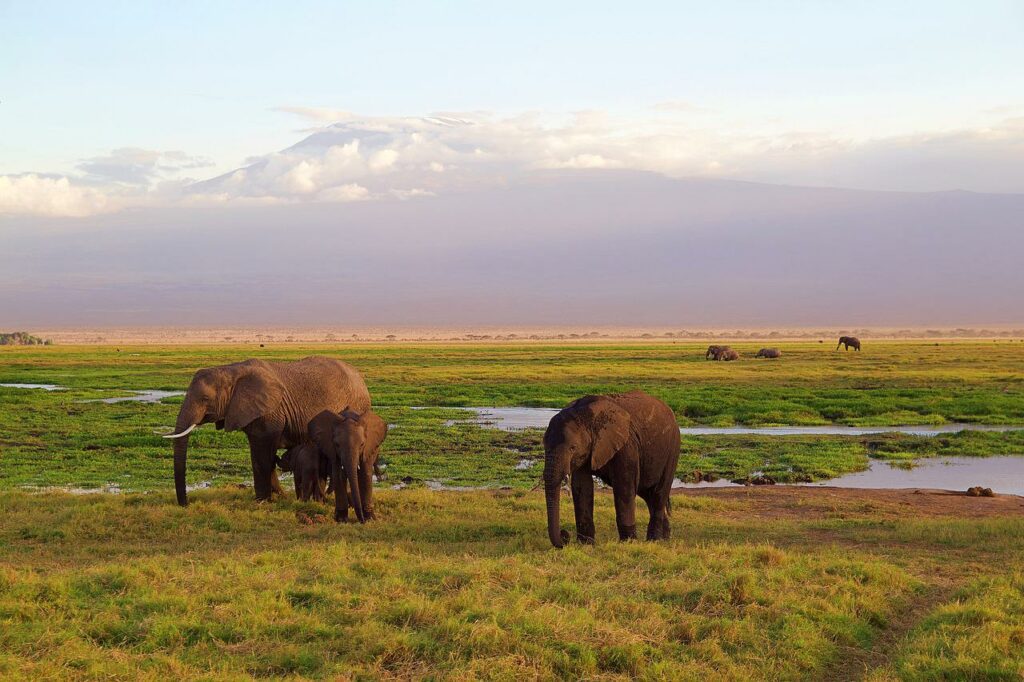 5 Must-See Parks and Reserves while on Tanzania Safaris
