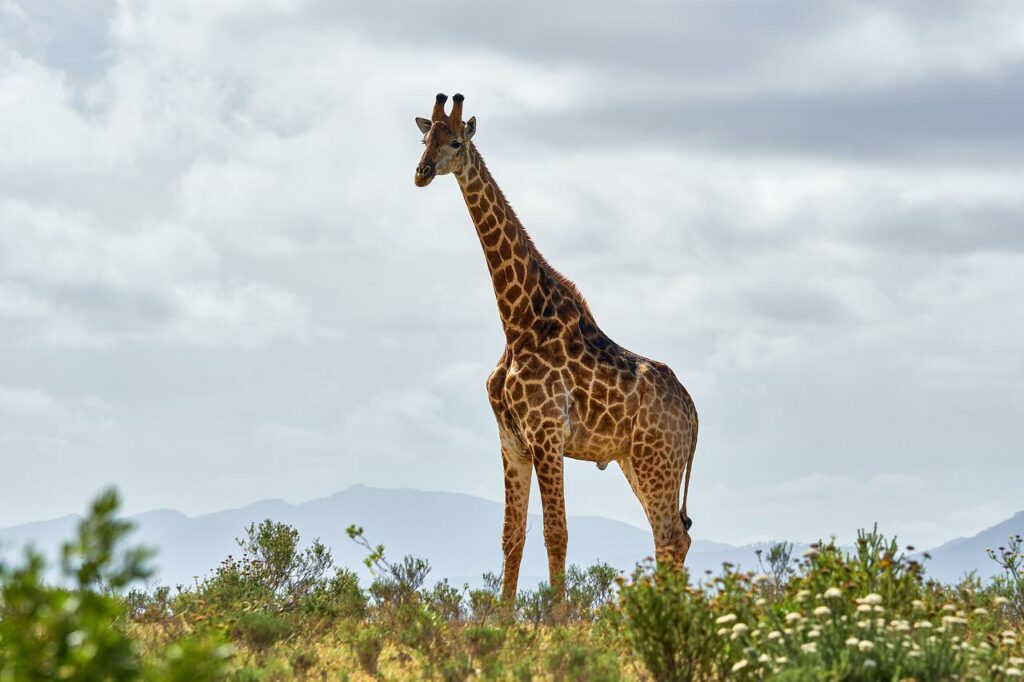 5 Must-See Parks and Reserves while on Tanzania Safaris