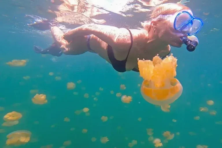 The Ultimate Travel Guide To The Lake Of Jellyfish