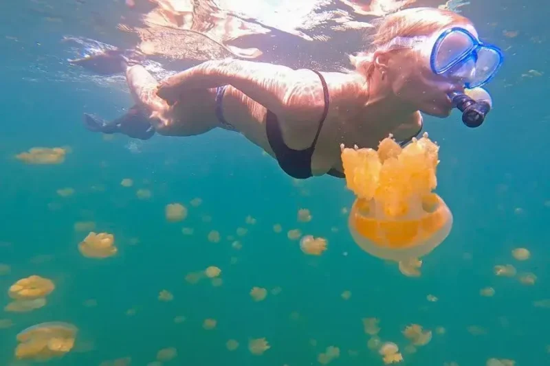 Lake of Jellyfish