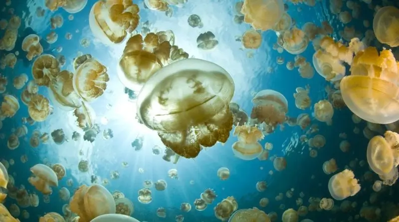 The Ultimate Travel Guide To The Lake Of Jellyfish