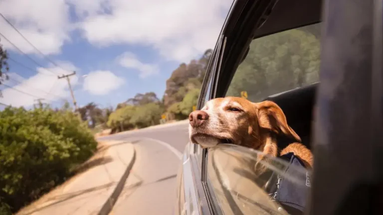 Hit The Road With Your Pawsome Pals: 7 Best Key Tips For Traveling With Pets