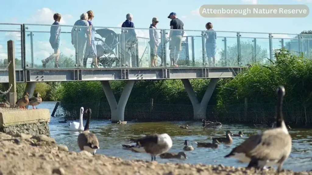 Discover the Beauty of Attenborough Nature Reserve: A Sanctuary for Wildlife and Nature Enthusiasts
