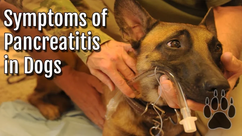 symptoms of Pancreatitis in Dogs