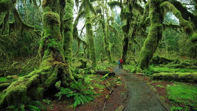 20 Fun Things To Do In Forks, WA