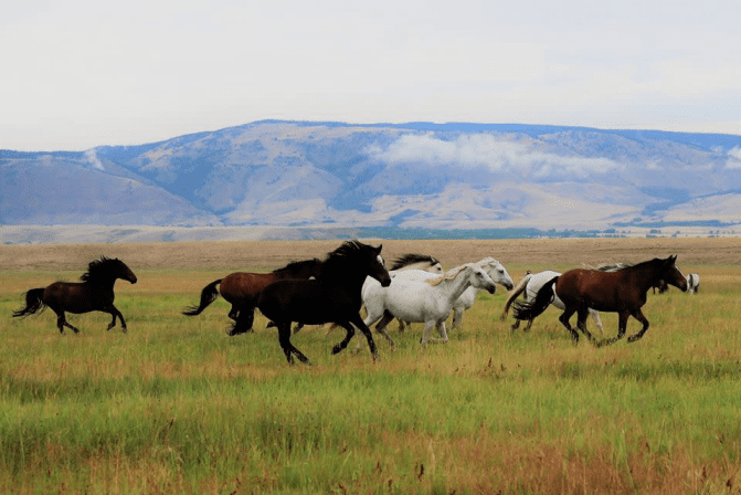 20 Fun Things to Do in Laramie, Wyoming