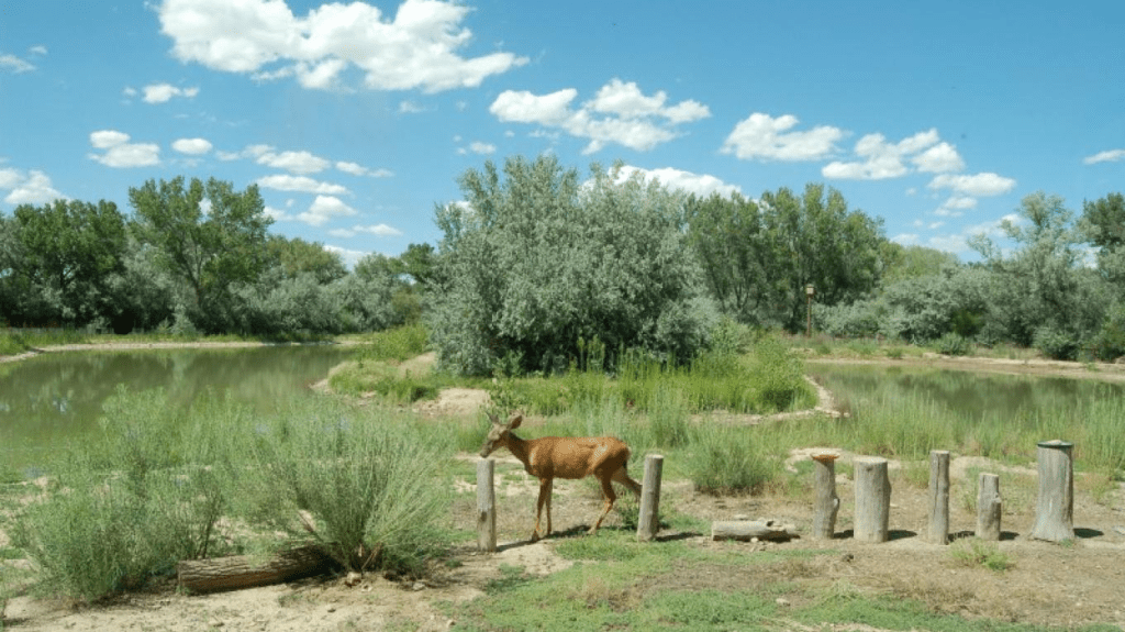20 Fun things to do in Farmington, NM For your Next Adventure